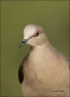 White-tipped-Dove;Dove;Southwest-USA;Texas;Lepotila-verreauxi;portrait;one-anima